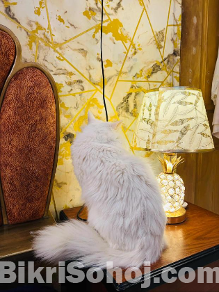 Persian cat long hair